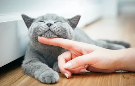 Día del gato. Los gadgets para mascotas que debes tener en tu casa