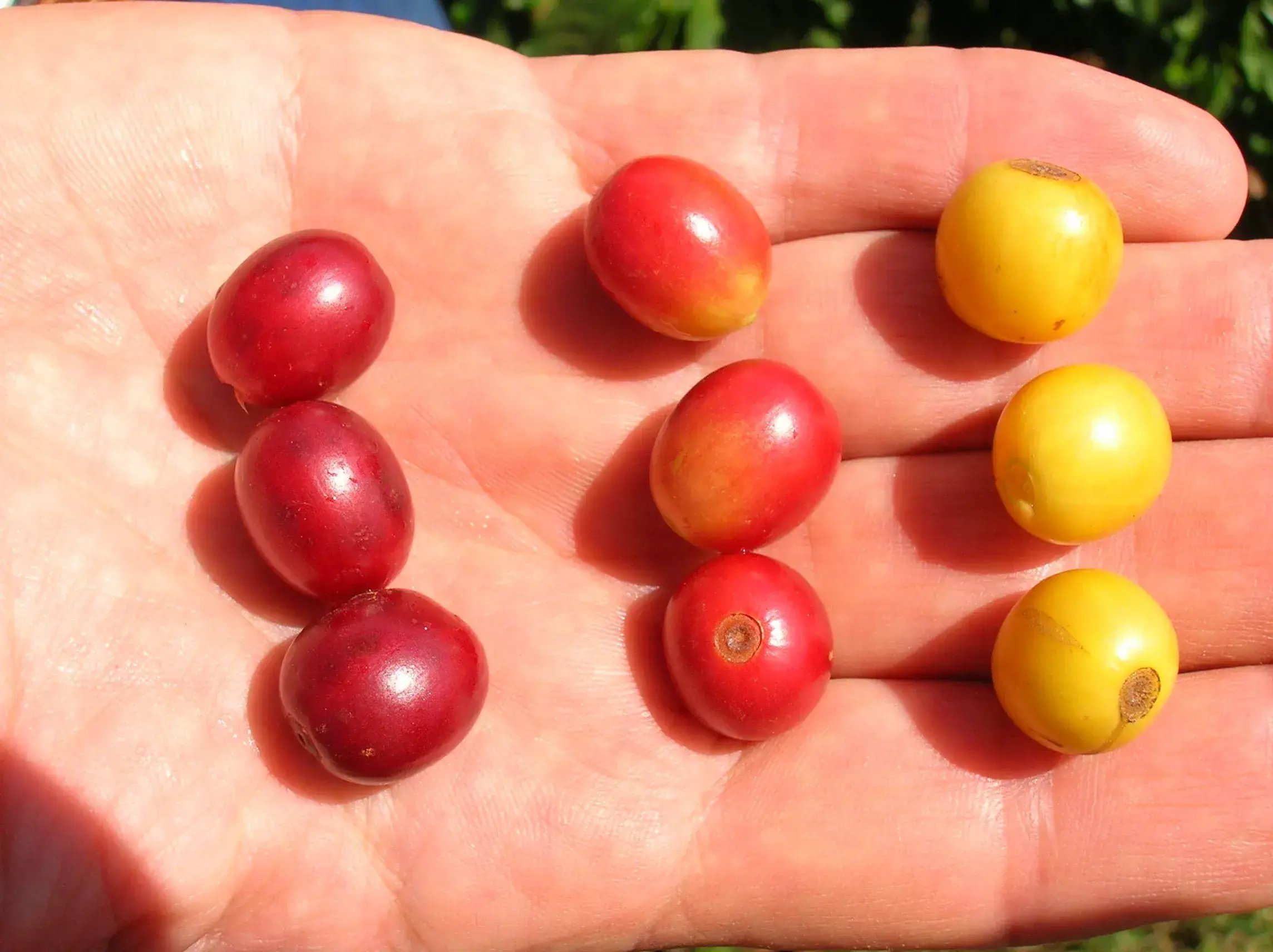 Coffee-Fruit-Color-Shot