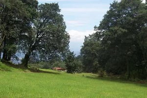 cabaña en el ajusco