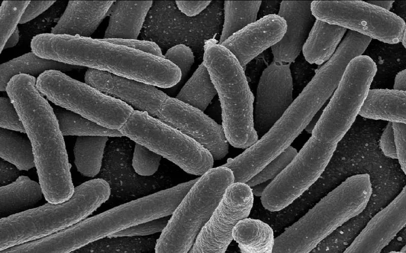 e-coli